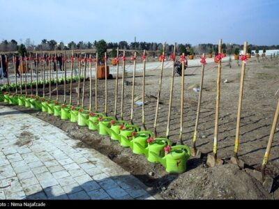 فردا آغاز هفته درختکاری با توزیع 10 میلیون نهال رایگان