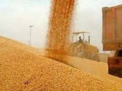 مراکز خرید گندم نباید در ساعات اوج فعالیت با خاموشی مواجه شوند