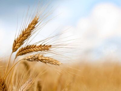خرید تضمینی گندم از مرز ۵.۶ میلیون تن گذشت