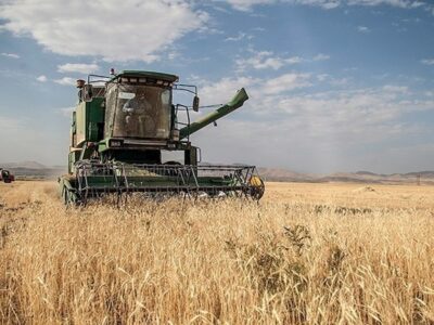 کاهش ۲۱ درصدی خرید تضمینی گندم نسبت به سال قبل