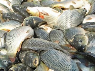 الزام ثبت شناسه سازمان برای واردات انواع ماهی