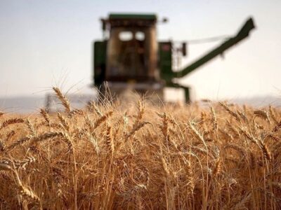 ارتباط مستقیم الگوی کشت با بحران آب/ گندم بیش از ۲۰ برابر هندوانه آب مصرف می‌کند