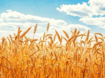 خرید تضمینی گندم از ۷ میلیون تن گذشت