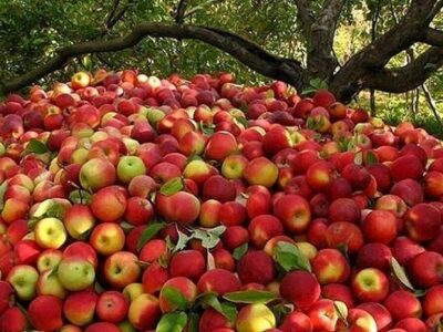 کاهش ۴۰ درصدی تولید محصولات باغی یکی از علل نوسان قیمت