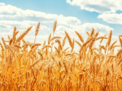 قیمت گندم ۱۰ شهریور تعیین می‌شود