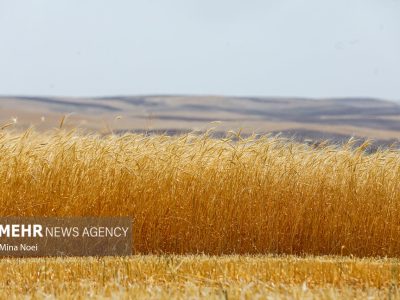 ۳۲۰۶ میلیارد تومان از مطالبات گندمکاران پرداخت شد