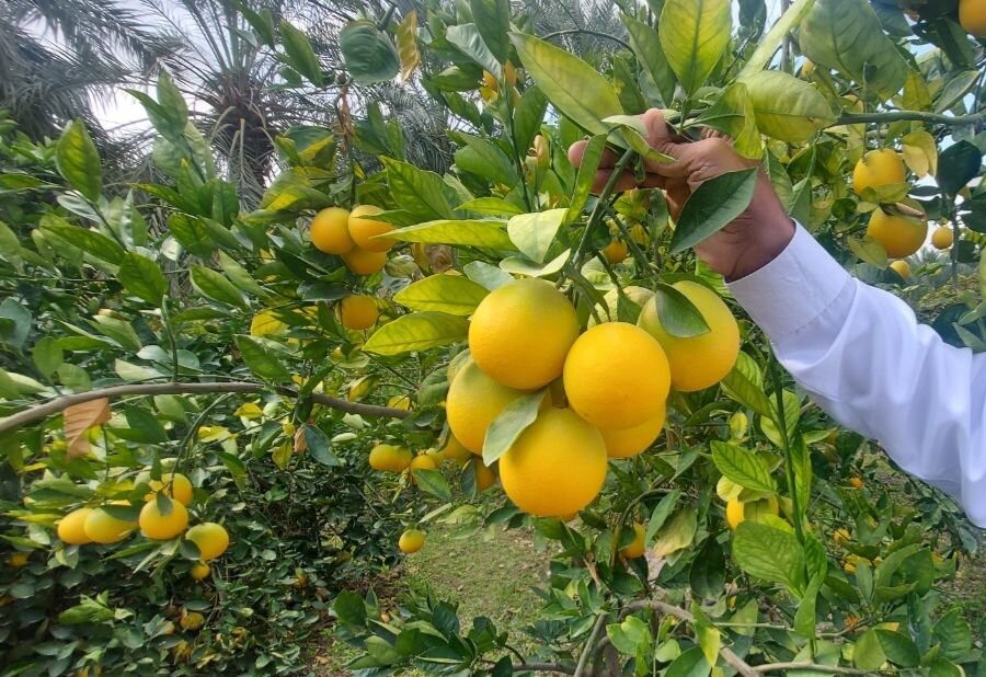 سبزچینی ممنوع! بازارهای جهان شیفته مرکبات زرد