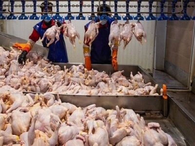 وضعیت عرضه گوشت مرغ از مهر ماه بهبود پیدا می‌کند