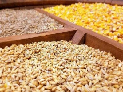 بحران نهاده‌های دامی و سکوت دولت در برابر انحصارگران