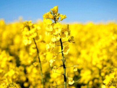 لایحه جدید دولت؛ عقب‌نشینی از خودکفایی و تهدید امنیت غذایی