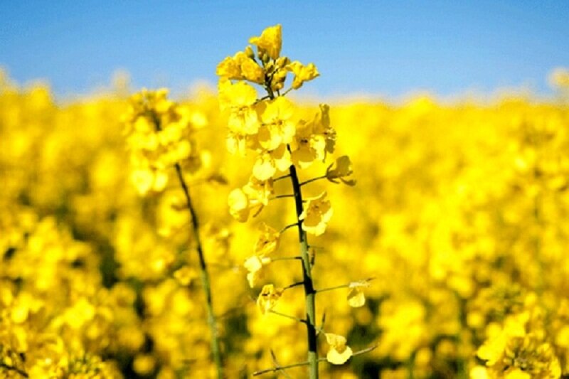 لایحه جدید دولت؛ عقب‌نشینی از خودکفایی و تهدید امنیت غذایی