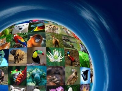 تنوع زیستی و برنامه‌های جهانی پیش‌رو