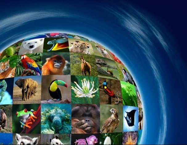تنوع زیستی و برنامه‌های جهانی پیش‌رو