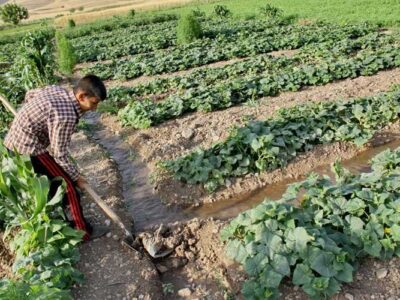 نفس‌های آخر کشاورزی سنتی ایلام؛ وقت اصلاح فرا رسیده است
