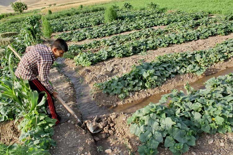 نفس‌های آخر کشاورزی سنتی ایلام؛ وقت اصلاح فرا رسیده است