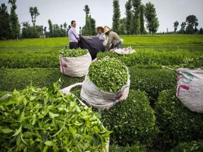پرداخت تسهیلات کم‌بهره به چای‌کاران آغاز شد