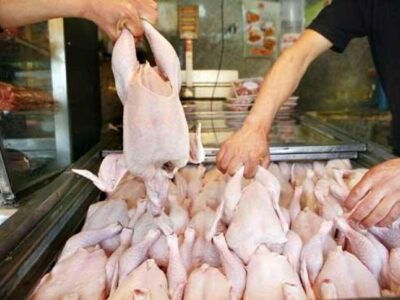 توزیع مازاد بر نیاز گوشت مرغ گرم در استان تهران برای تعادل بازار