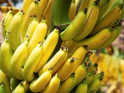 توقف واردات موز تکذیب شد؛ واردات محصولات کشاورزی طبق روال انجام می شود
