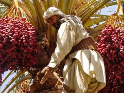 آیین هامین؛ سنتی ماندگار از همدلی نخلداران سیستان و بلوچستان