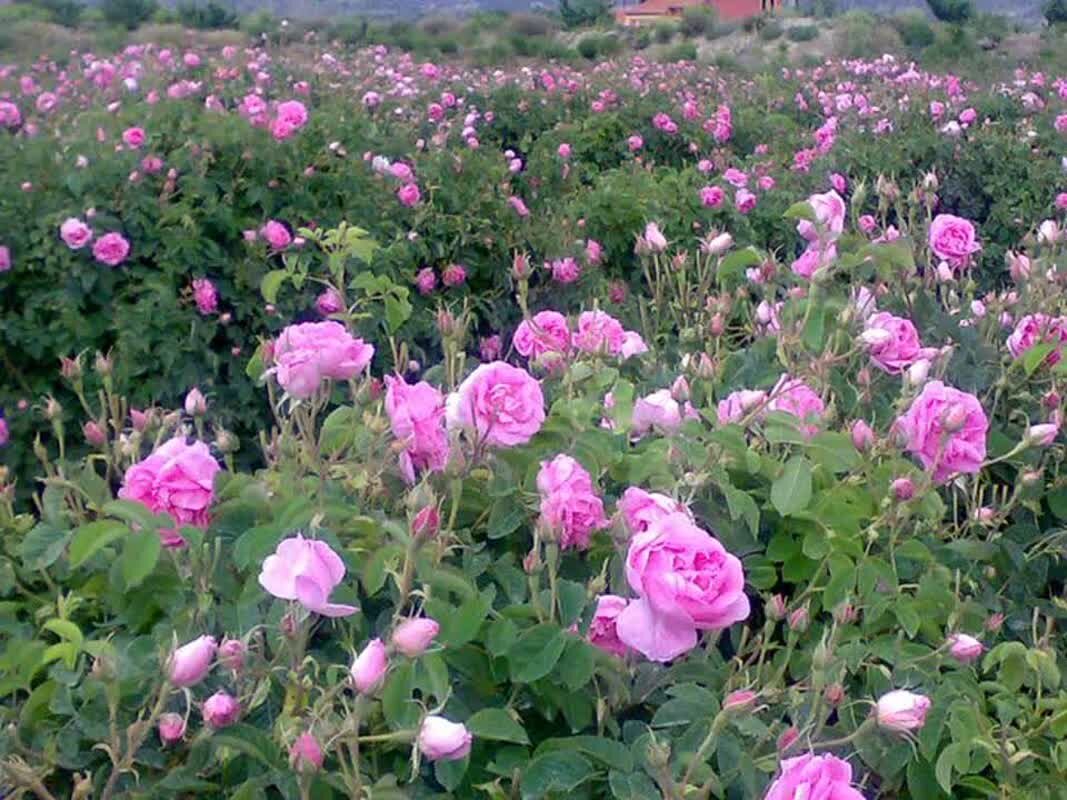 درخواست موزه گل محمدی ایران از رئیس‌جمهور
