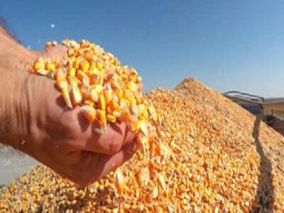 ذرت خریداری‌ شده به زودی در مرغداری‌ها توزیع می‌شود