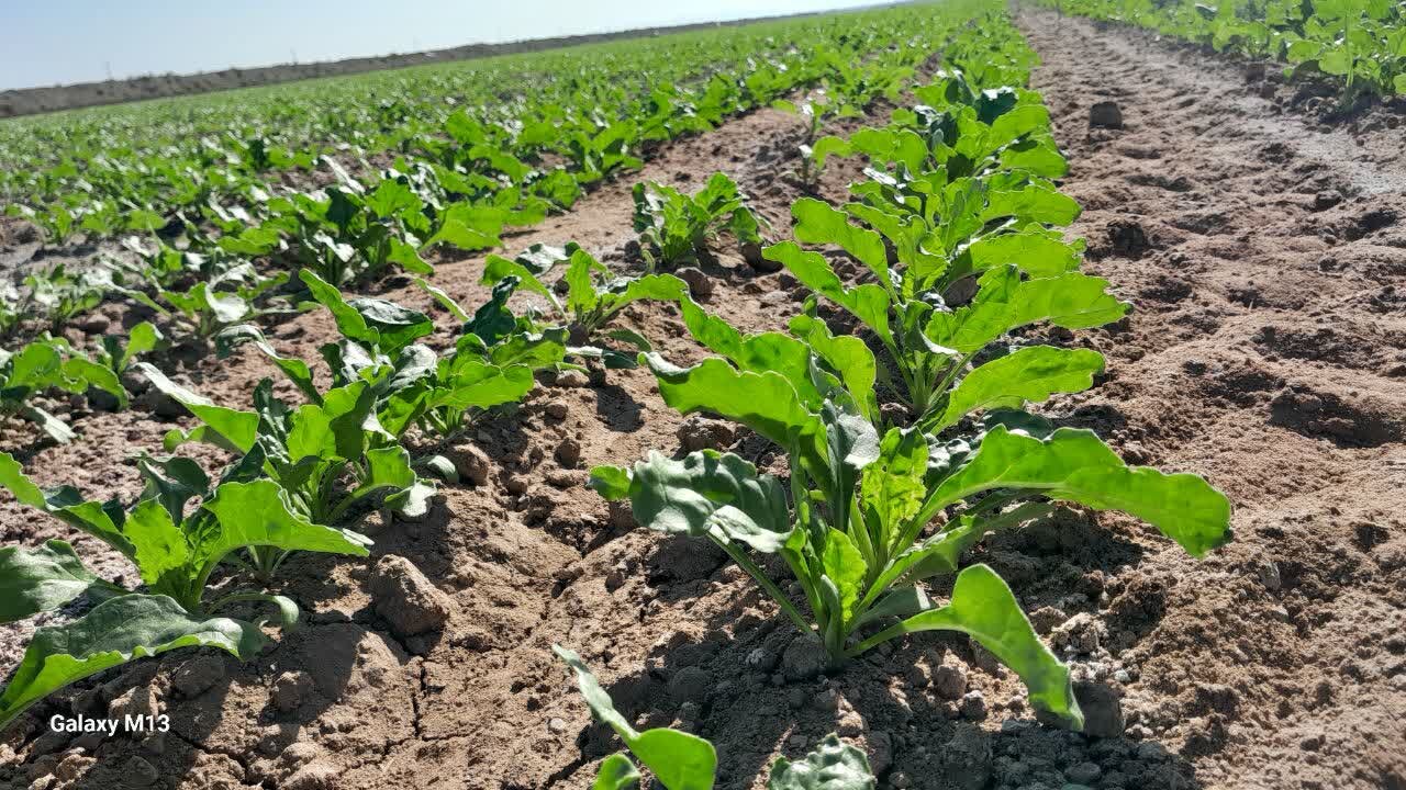 خسارت ۱۱ همتی سیل آذرماه به بخش کشاورزی