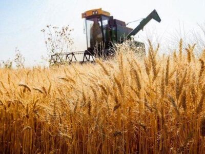 سهم بیمه محصولات کشاورزی باوجود الزام بیمه گندم‌زارهای کشور تغییر نکرد