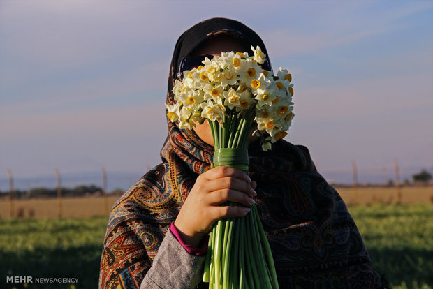 نرگس‌های بهبهان؛ عطری که می‌تواند برند جهانی شود