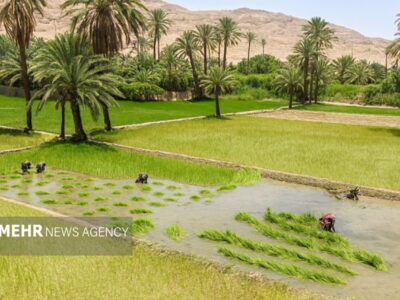 ثبت رسمی معاملات اموال غیرمنقول با ساماندهی اراضی کشاورزی شتاب می‌گیرد