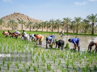 قیمت کالاهای اساسی امروز جمعه ۱۲ دی ۱۴۰۴ در بازار جهانی