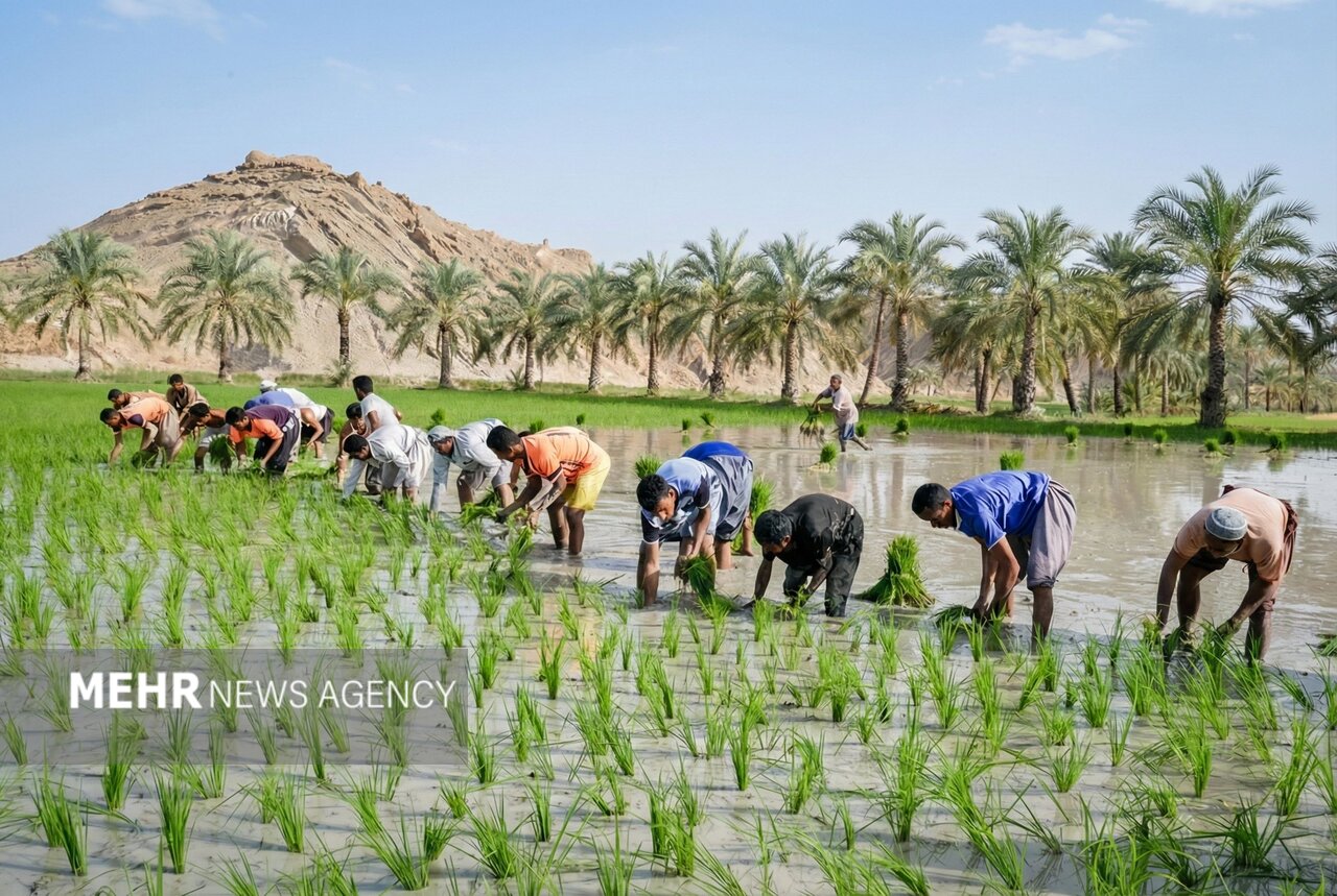 قیمت کالاهای اساسی امروز جمعه ۱۲ دی ۱۴۰۴ در بازار جهانی