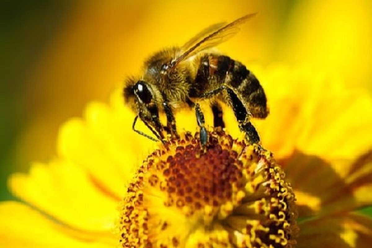 دستاورد بومی، تولید ژل رویال را افزایش داد