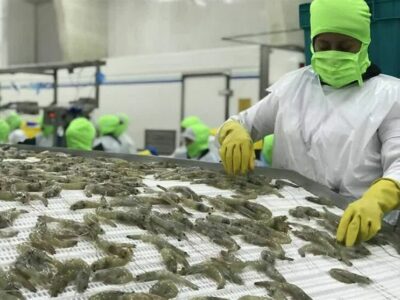 اصلاح نژاد و بانک ژن اولویت حوزه شیلات کشور