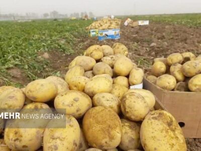 جهش ۷۰۰ درصدی قراردادهای سیب‌زمینی اروپا در سایه تنش‌ها