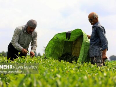 ۸۰ درصد مطالبات چای‌کاران پرداخت شد