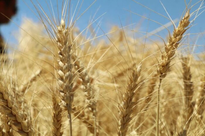 پرداخت تنها یک‌سوم مطالبات گندم‌کاران؛ لزوم اصلاح تأمین منابع