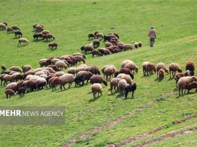 دام عشایری حمایت می‌شود