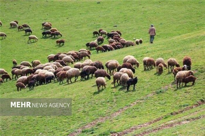 دام عشایری حمایت می‌شود