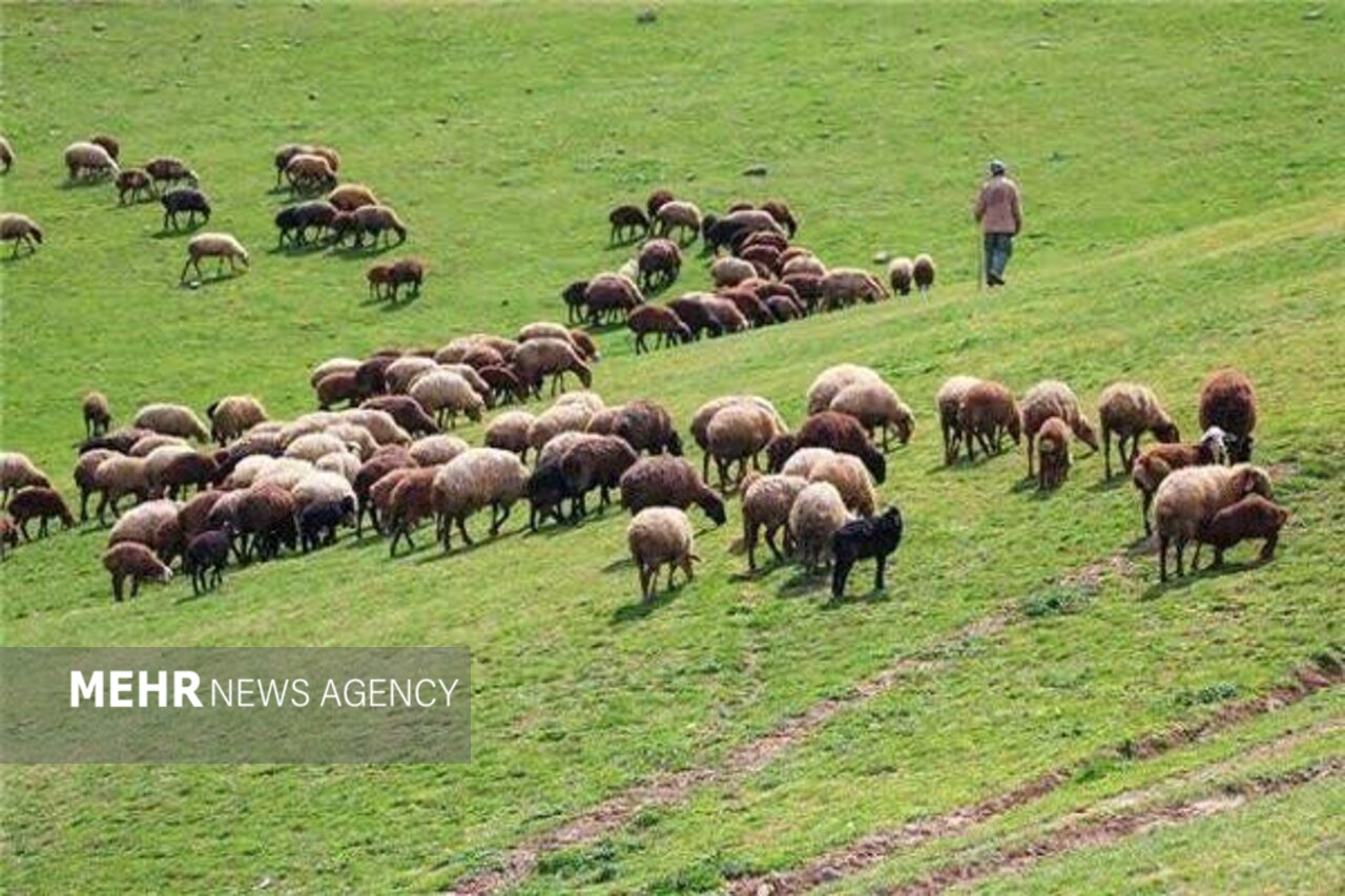 دام عشایری حمایت می‌شود